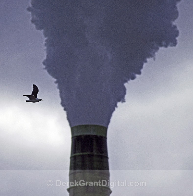 Industrial Gull - Urban Wildlife