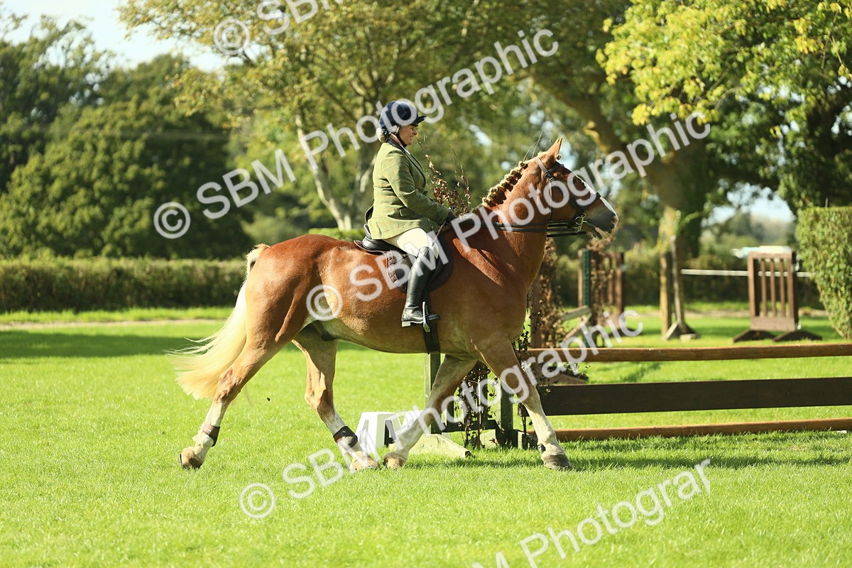 SBM_48097 - S32 - Novice & Newcomers Working Hunter