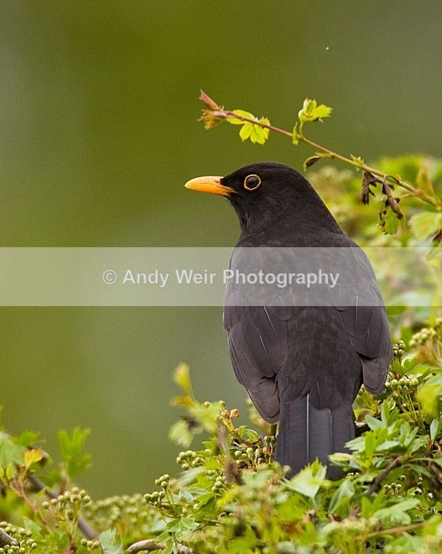 20080505-WE 008 - Thrushes