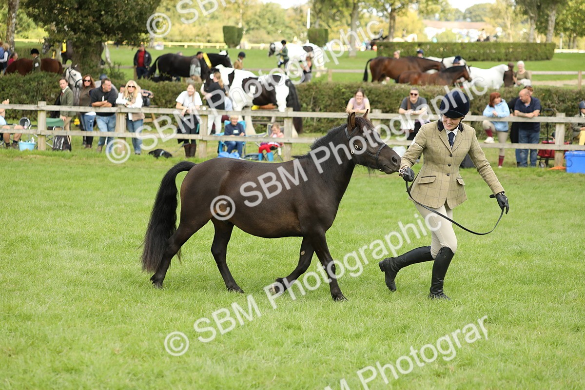 SBM_62827 - S46 - Mountain & Moorland In Hand Small Breeds