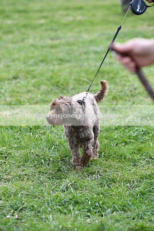 WJ5_9317 - Class 1 Best Cross Breed / Heniz 57