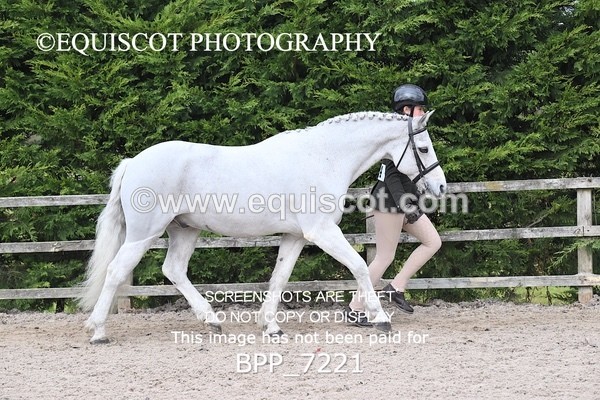 BPP_7221 - RING 1  (RIDDEN HORSES / IN HAND / VETERAN ETC)