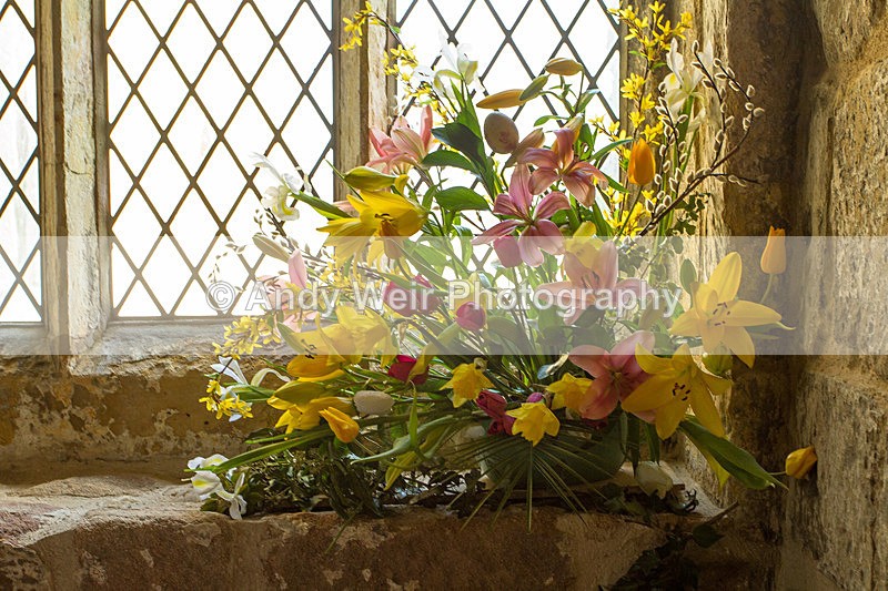 In the Window - Plants & Flowers