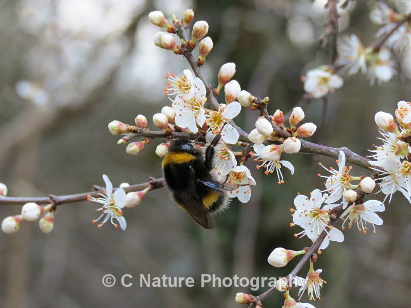Bumble Bee & Blossom - Insects & Creepy Crawlies
