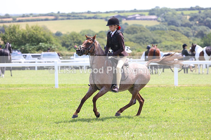 JPP_2441 - Class 21: Working Hunter 60cm