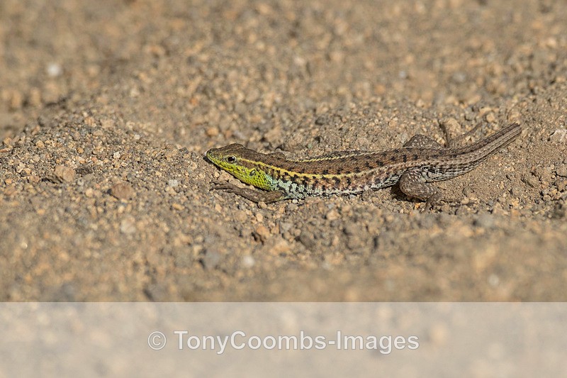 Snake-eyed Lizard - Lesvos ~ Various Other
