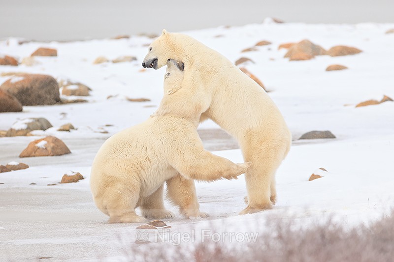 Polar Bear grabbed around neck during fight, Churchill, Canada - Polar Bear