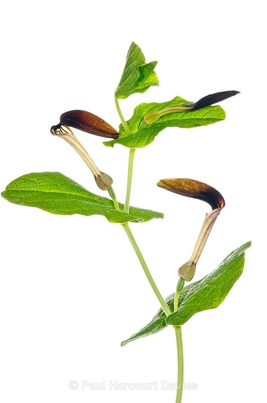  - Plants - WB