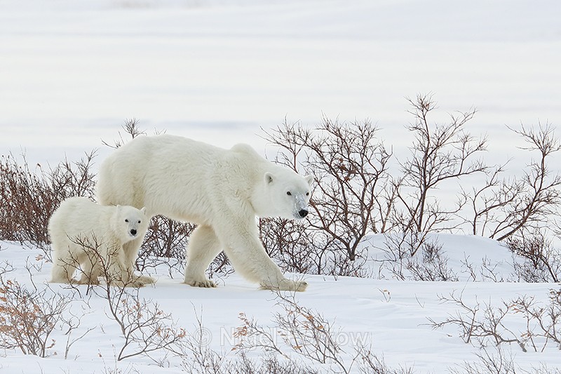 Female Polar Bear & cub walking together, Churchill, Canada - Polar Bear