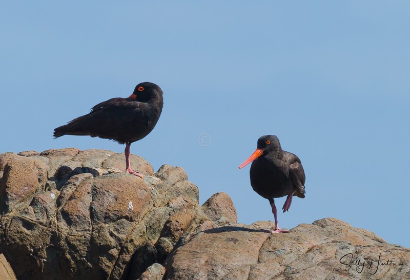 Sooty Oyster Catcher Pair 1