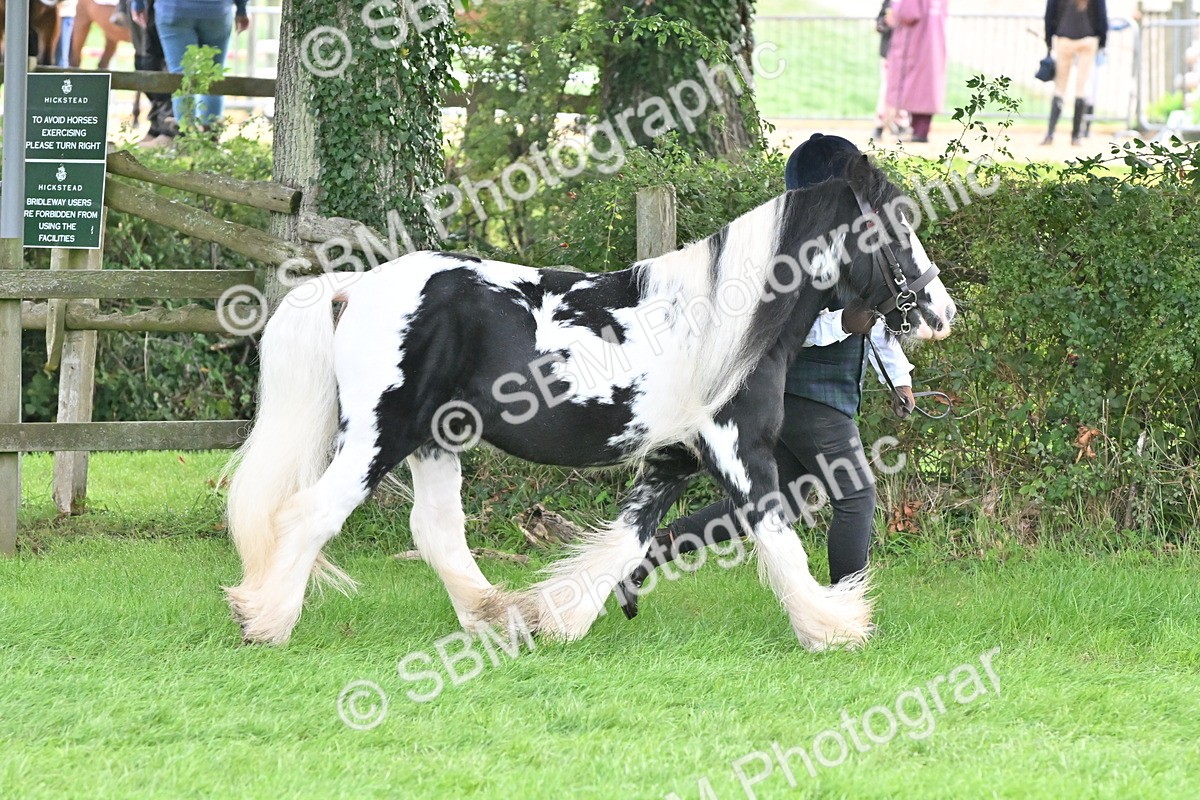 SBM_56868 - S45 - Coloured Pony In Hand