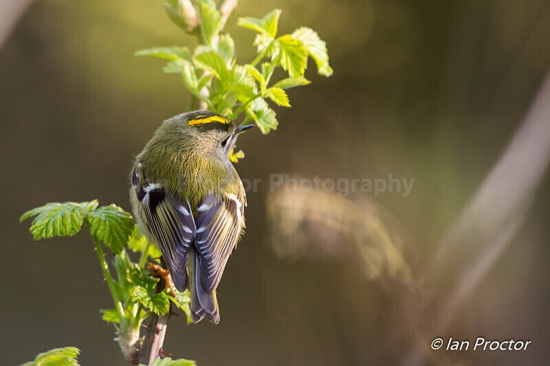 Goldcrest (Regulus regulus) back and side in sunlight - Nature