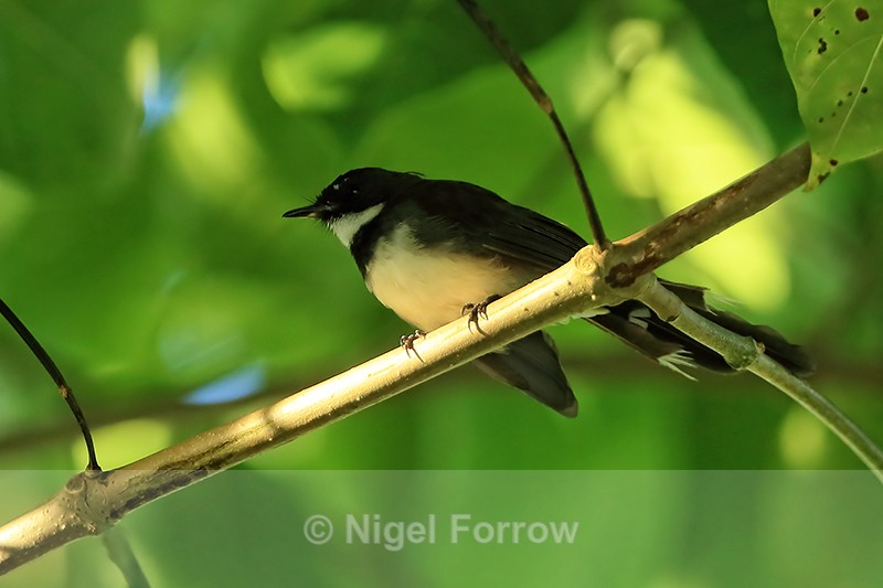 Sunda Pied Fantail, Mekong Delta, Vietnam - Sunda Pied Fantail