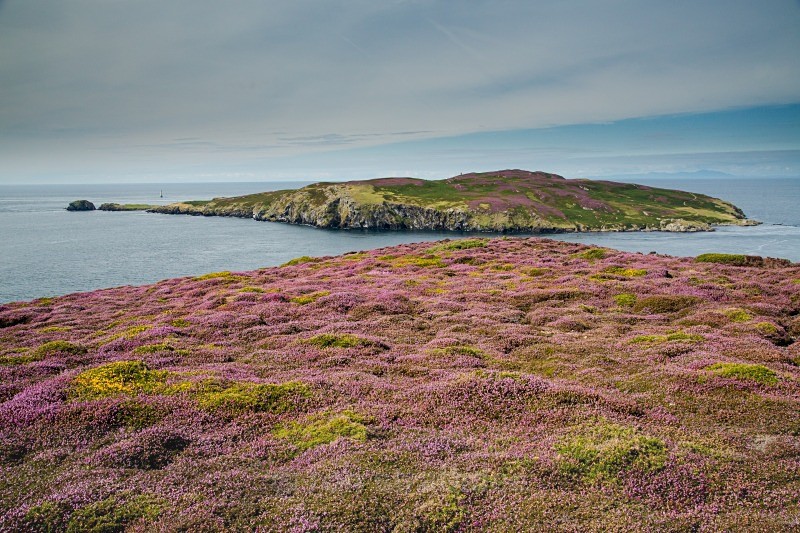 Heather in full bloom at the Sound - Land of Man