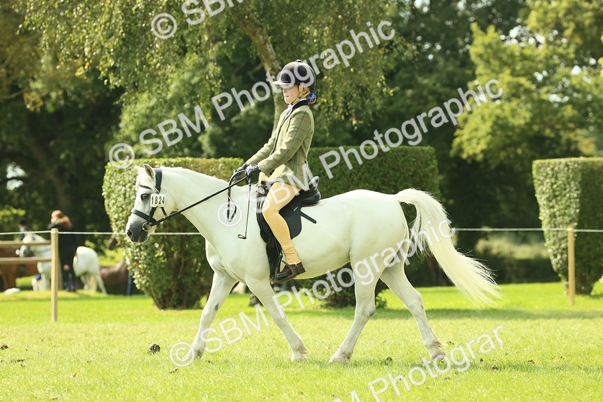 SBM_66496 - S34 - Rehabilitated Rescue Horse & Pony In Hand & Ridden