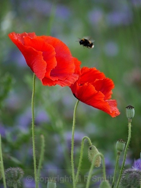 Wild Poppies & Bees - MACRO & CLOSE UPS