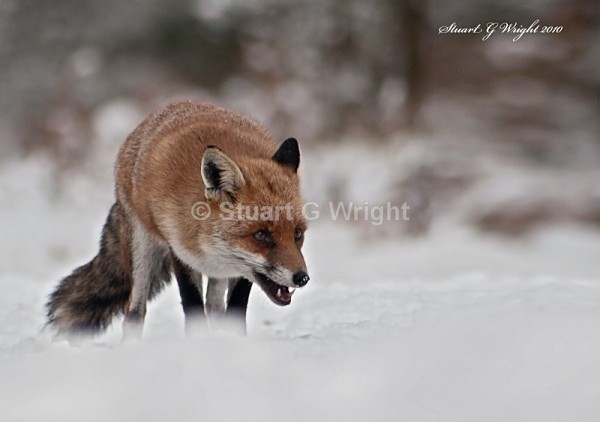 608 - Fox