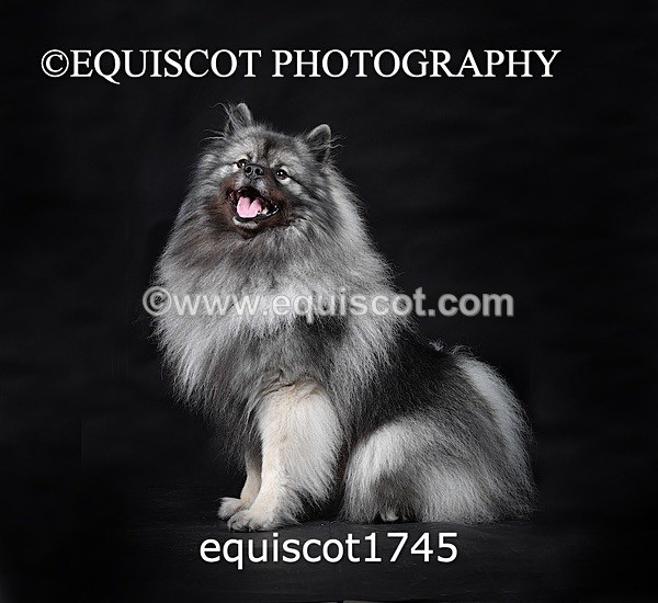 equiscot1745 - HONEY & SHADOW