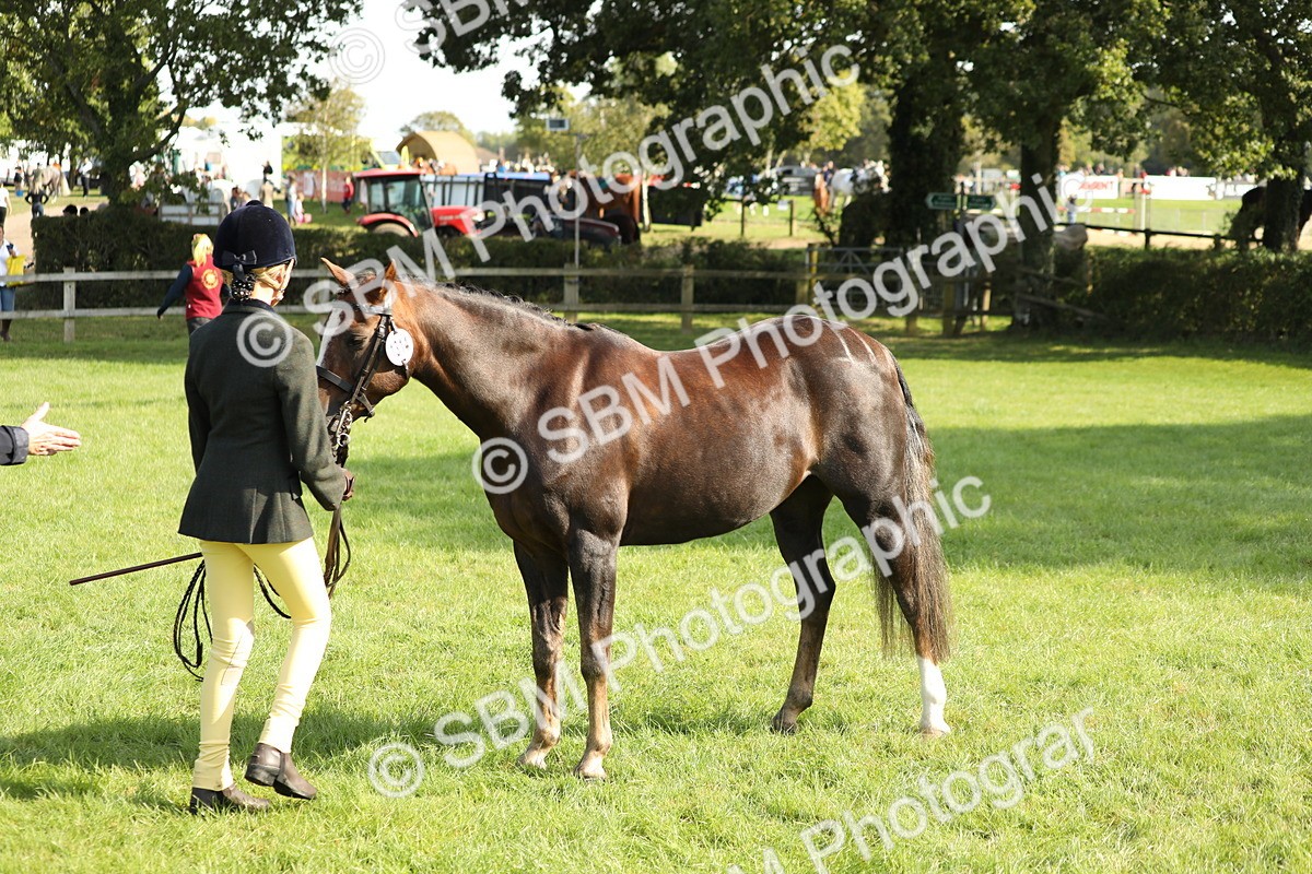 SBM_61049 - S44 - Part Bred Pony In hand