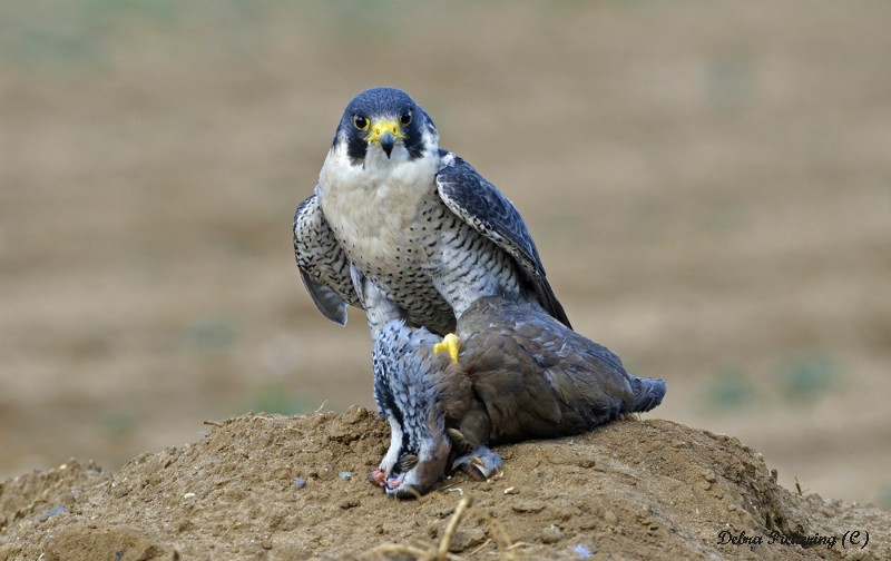 Peregrine Falcon - Birds Of Prey