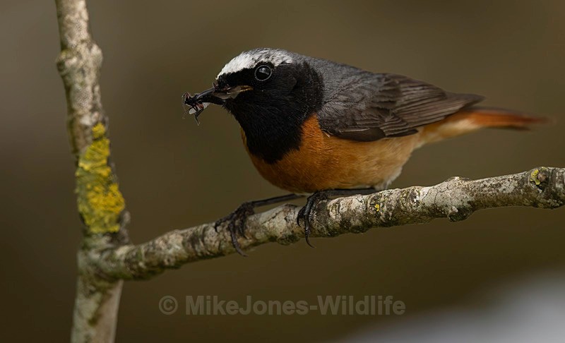 Common Redstart Male - REDSTARTS 2025