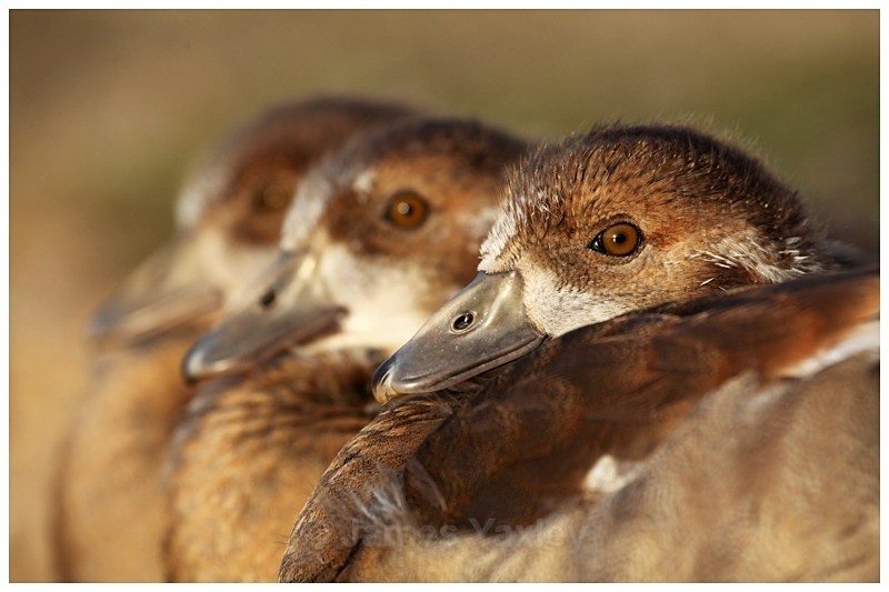 Egyptian Goslings - The British Wildlife Photography Awards 2009 to 2014
