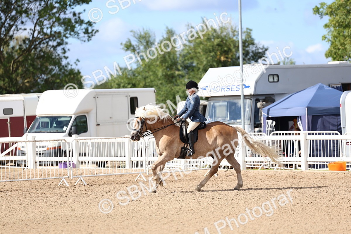 SBM_10786 - Class 305 - Ridden Foreign Breeds - Pure Bred
