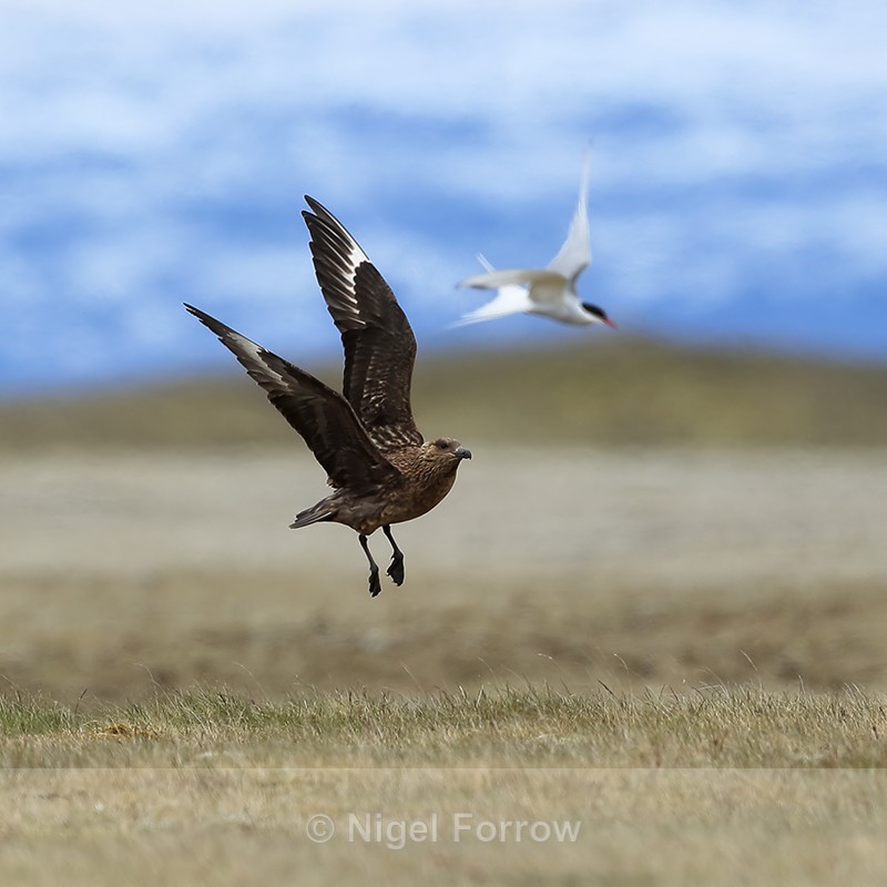 Great Skua chasing Arctic Tern, Jokulsarlon, Iceland - Great Skua