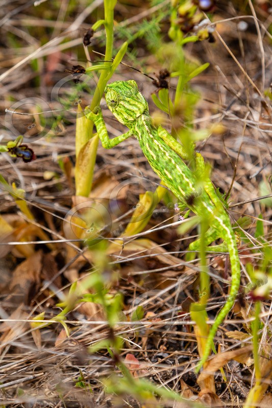 Mediterranean chameleon Chamaeleo chamaeleon-2871 - Pet Photography