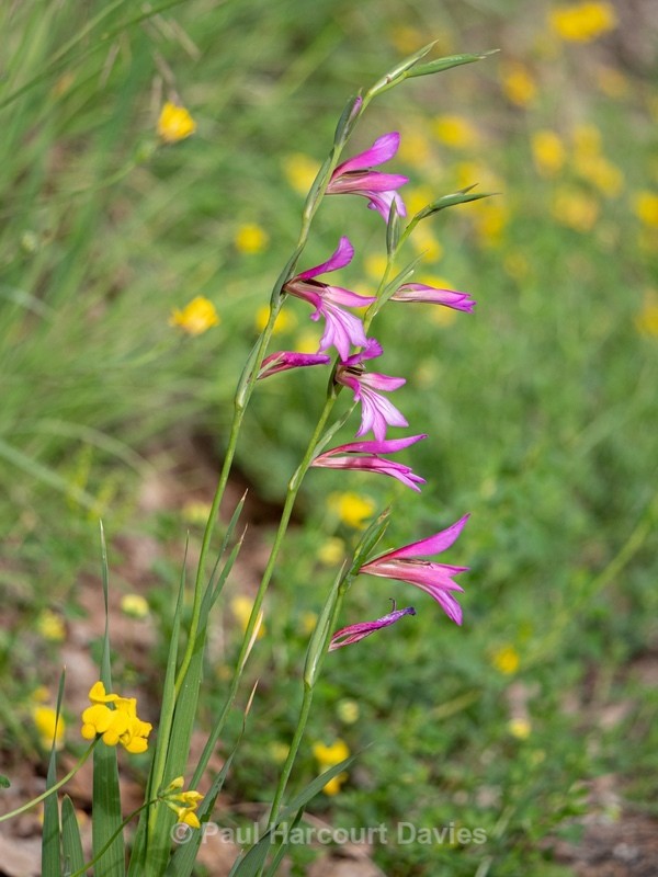 Field Gladiolus (Gladiolus italicus syn. G. segetum) - Gargano - Wild Flowers