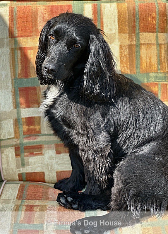  - Pawtraits