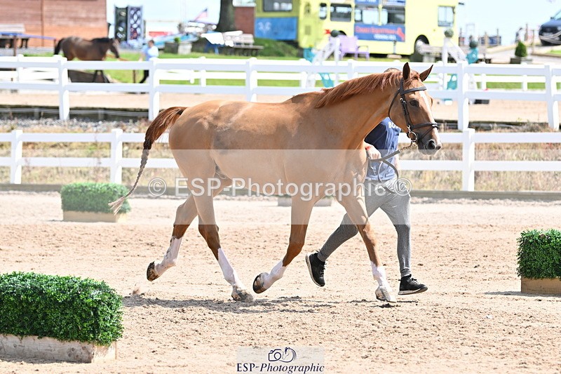 240717A-151300-02647 - Trot Up 3pm to 4pm