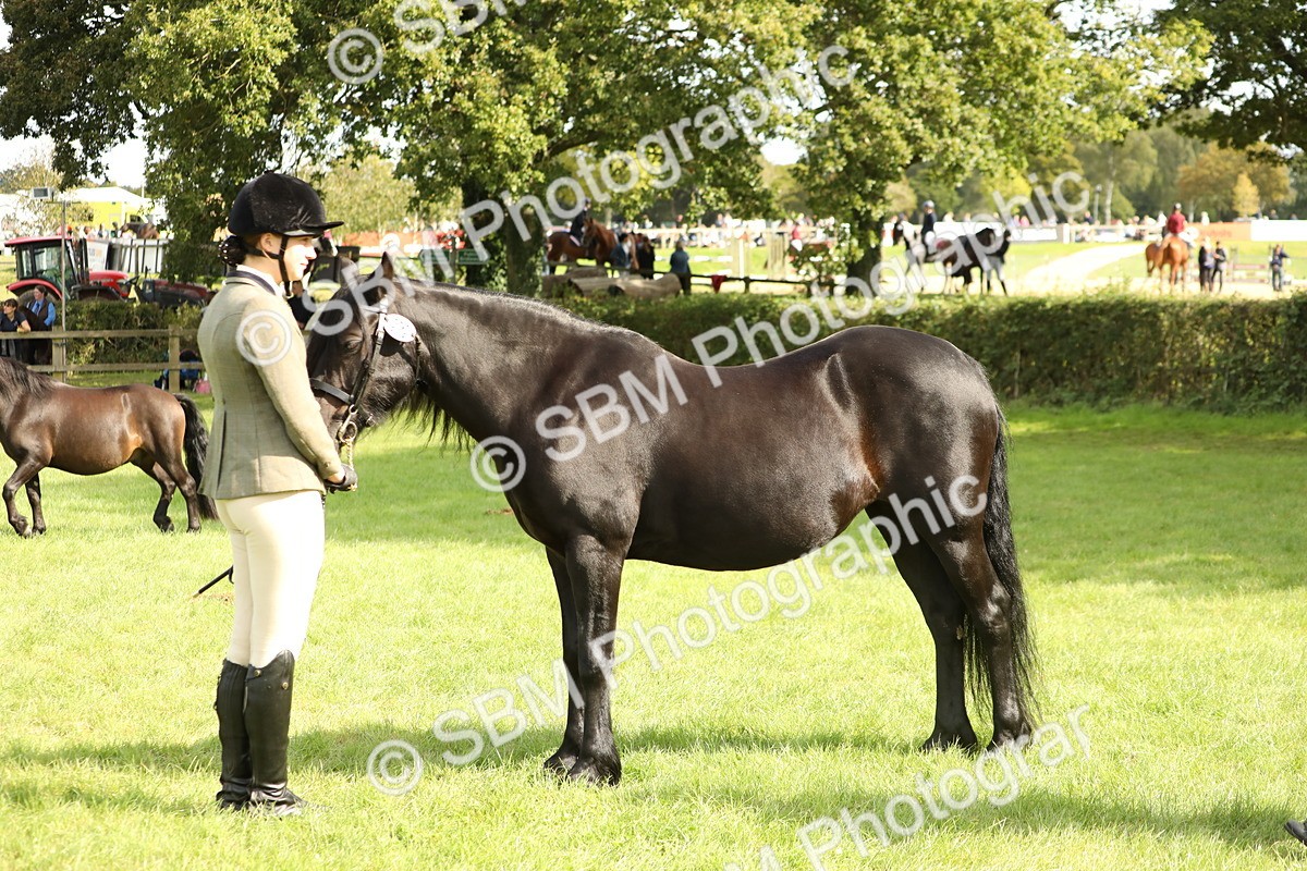 SBM_62819 - S46 - Mountain & Moorland In Hand Small Breeds