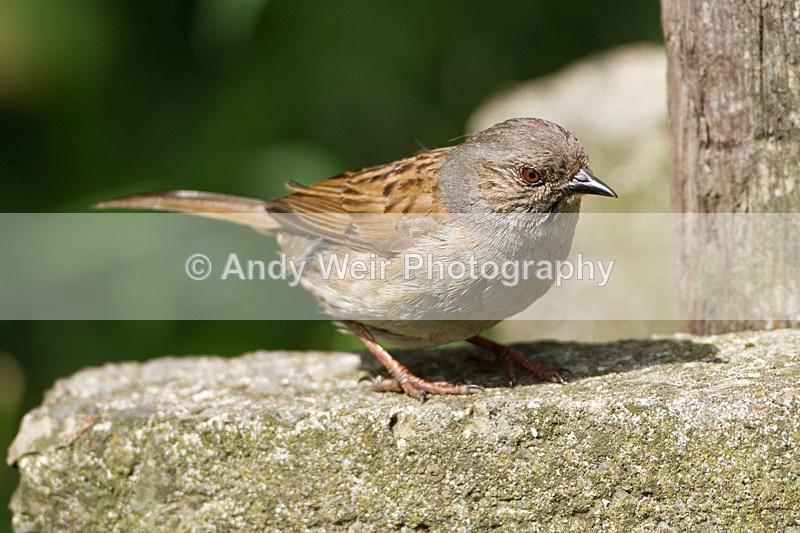 20130624-_MG_4448 - Dunnock (Hedge Sparrow)