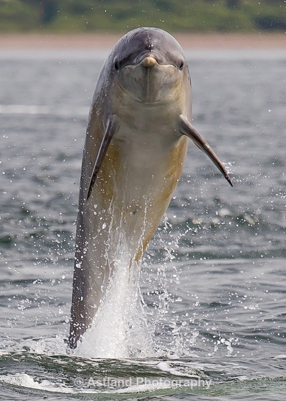 Astland Photography, Bird and Wildlife Images, Susan and Peter Wilson, U.K.