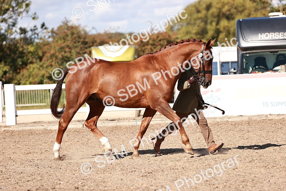 SBM_13320 - class 406 - IH Hunter