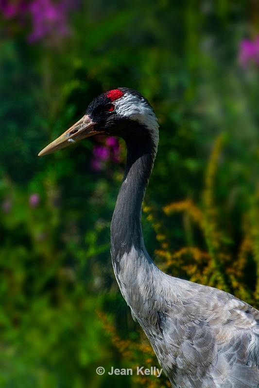 Eurasian Crane - Portrait - DSC_9549 - Birds