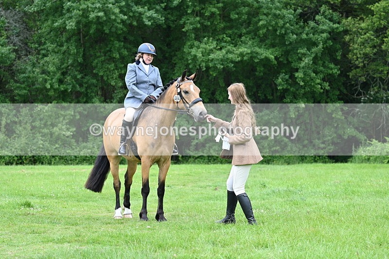 WJ7_4292 - Class 14A Handsome Gelding