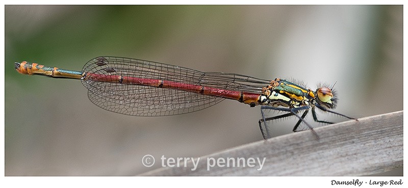  - Insects & Spiders