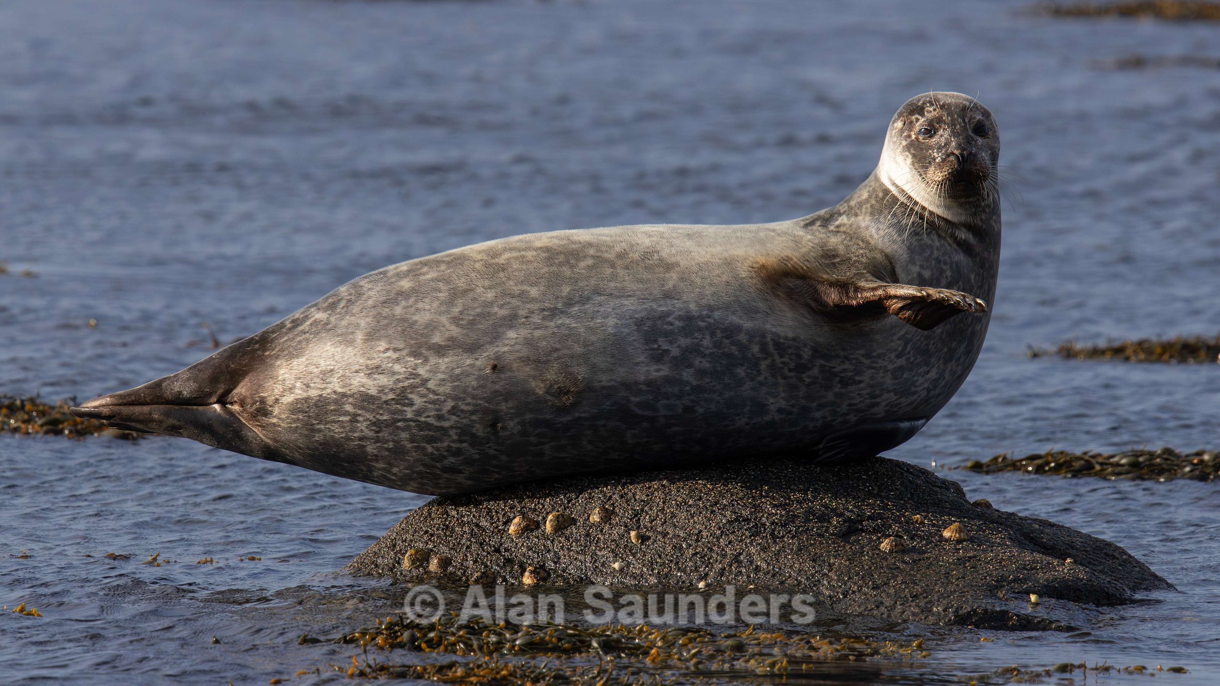 Common Seal 6