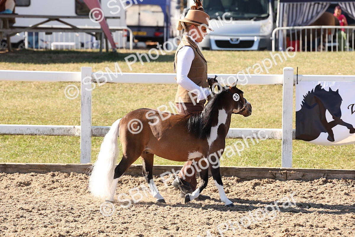 SBM_12901 - Class 206 - IH Non Show Type Pony