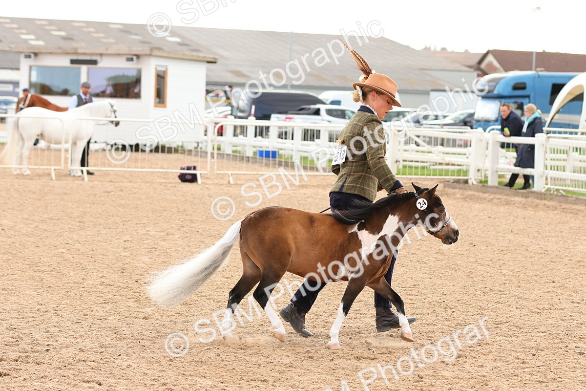 SBM_10331 - Class 206 - IH Non Show Type Pony