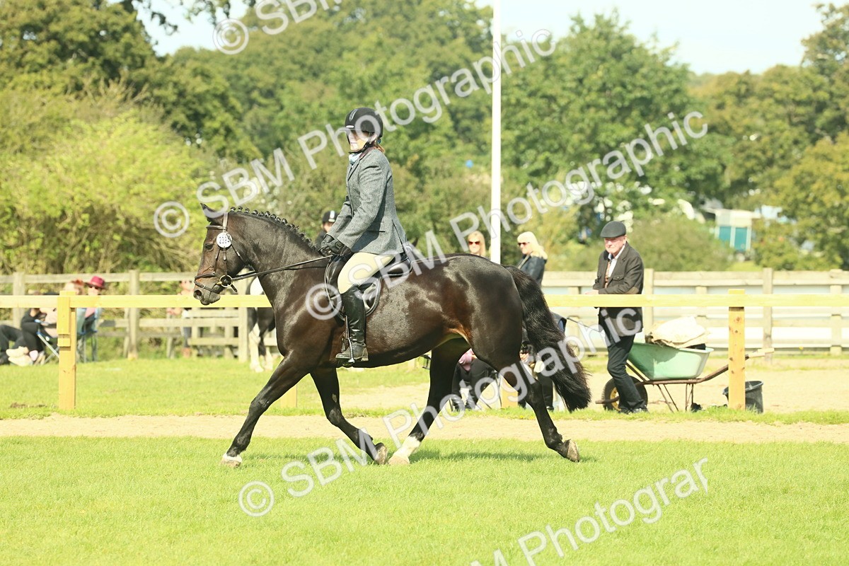 SBM_66654 - S34 - Rehabilitated Rescue Horse & Pony In Hand & Ridden