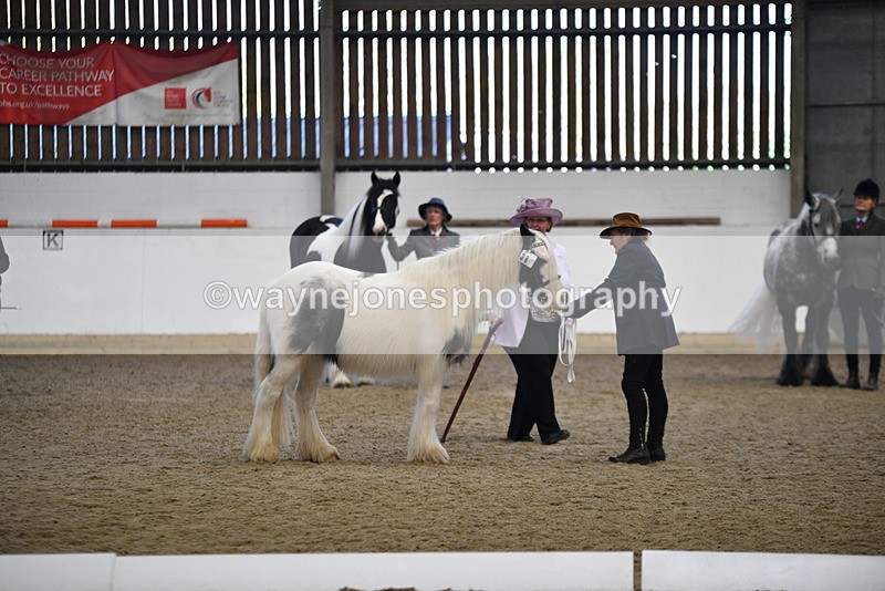 WJ5_5438 - Class 8 In hand cob