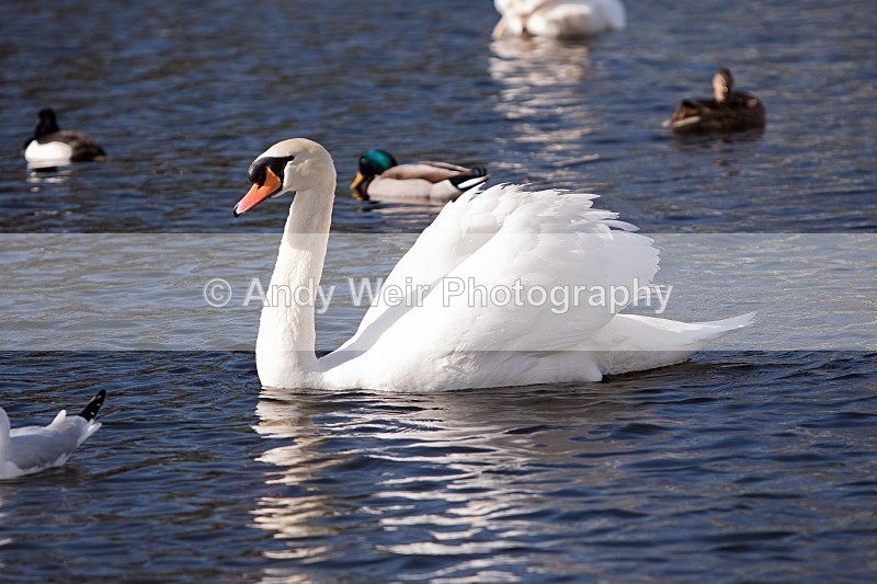 20120303-_MG_9151 - Common Buzzard