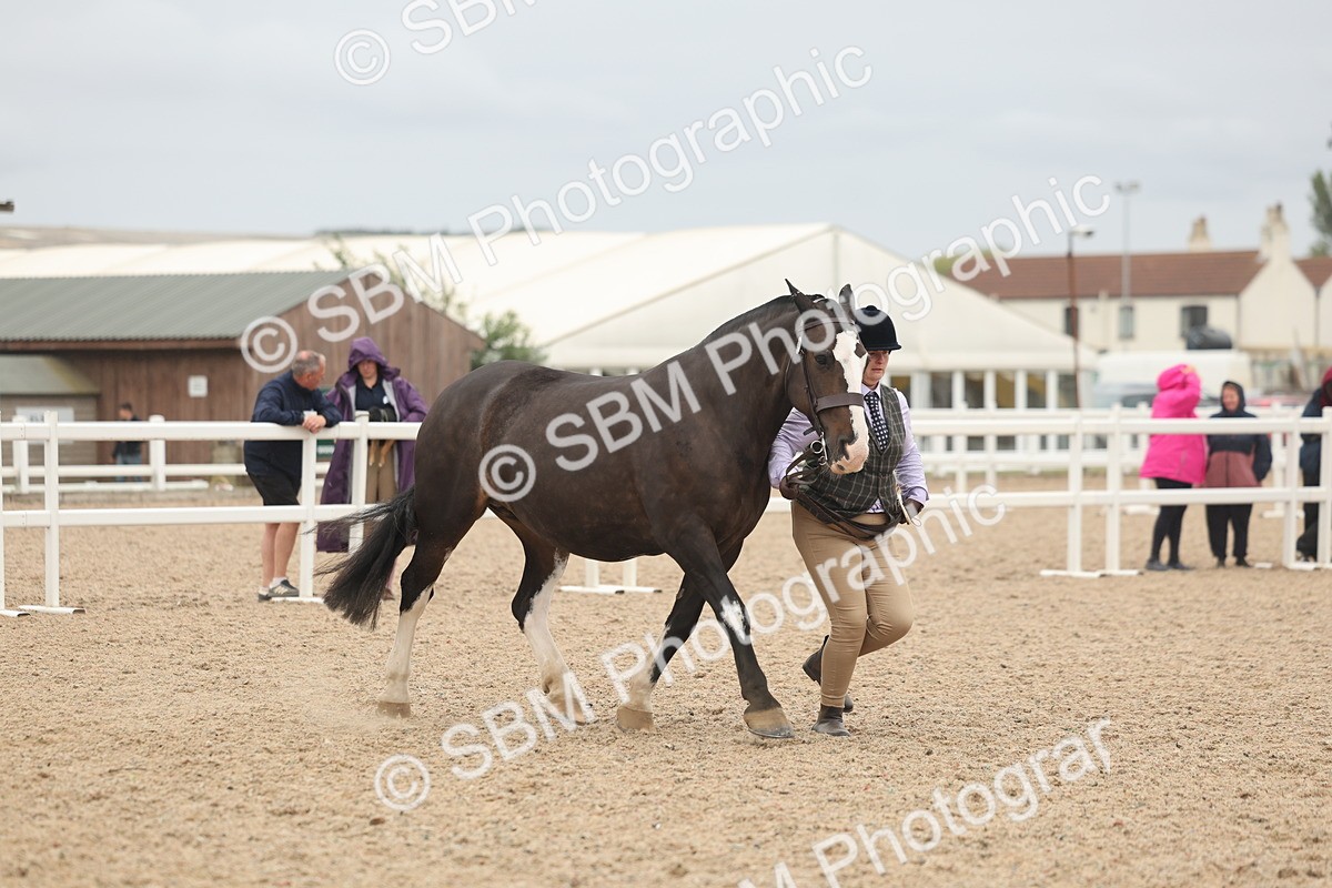 SBM_19838 - Class 318 - IH Part Bred Horse-Pony