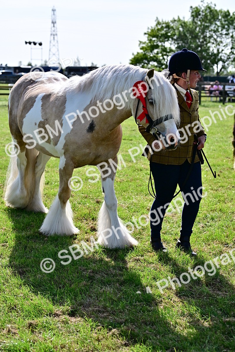 SBM_10128 - Class 63-65 - Traditional Gypsy Cobs In Hand & Ridden