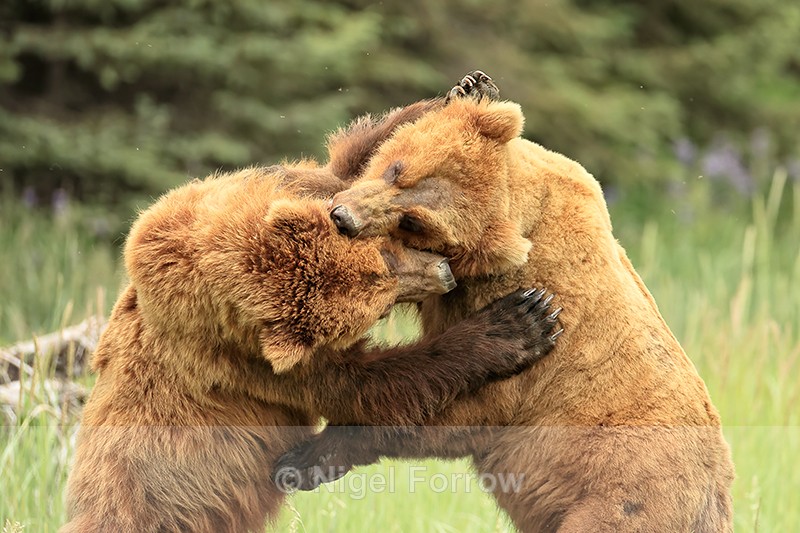 Brown Bears grapple and bite in play fight, Lake Clark NP, Alaska - Brown Bear