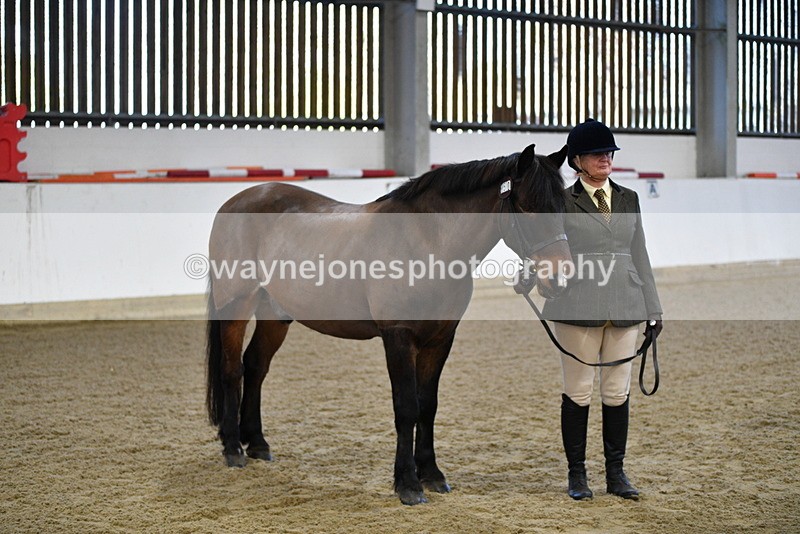 WJ5_3562 - Class 5 In Hand Veterans