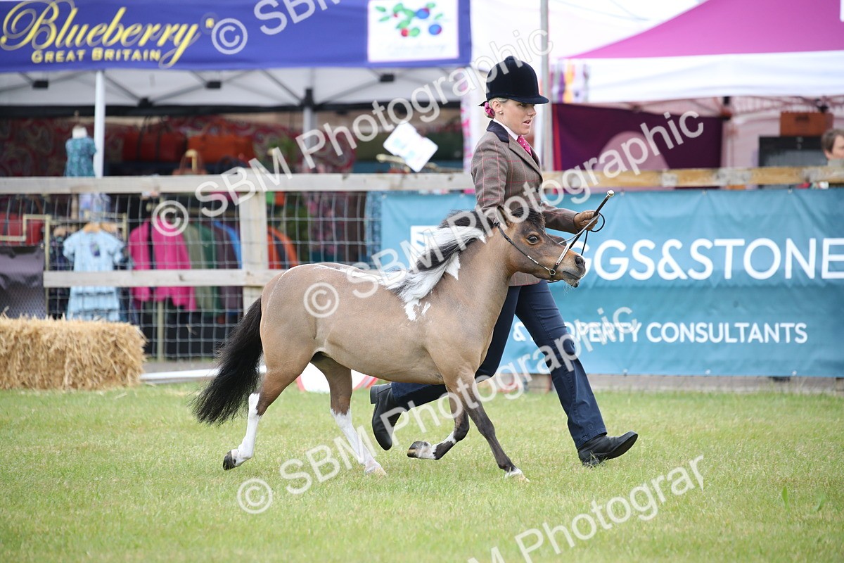 SBM_03906 - Class 23-25 - British Miniature Horse of the Year